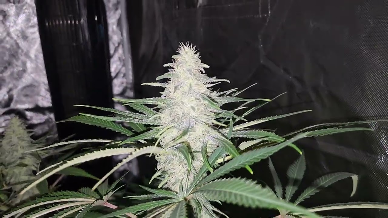 Dutch Passion Glueberry OG strain.
