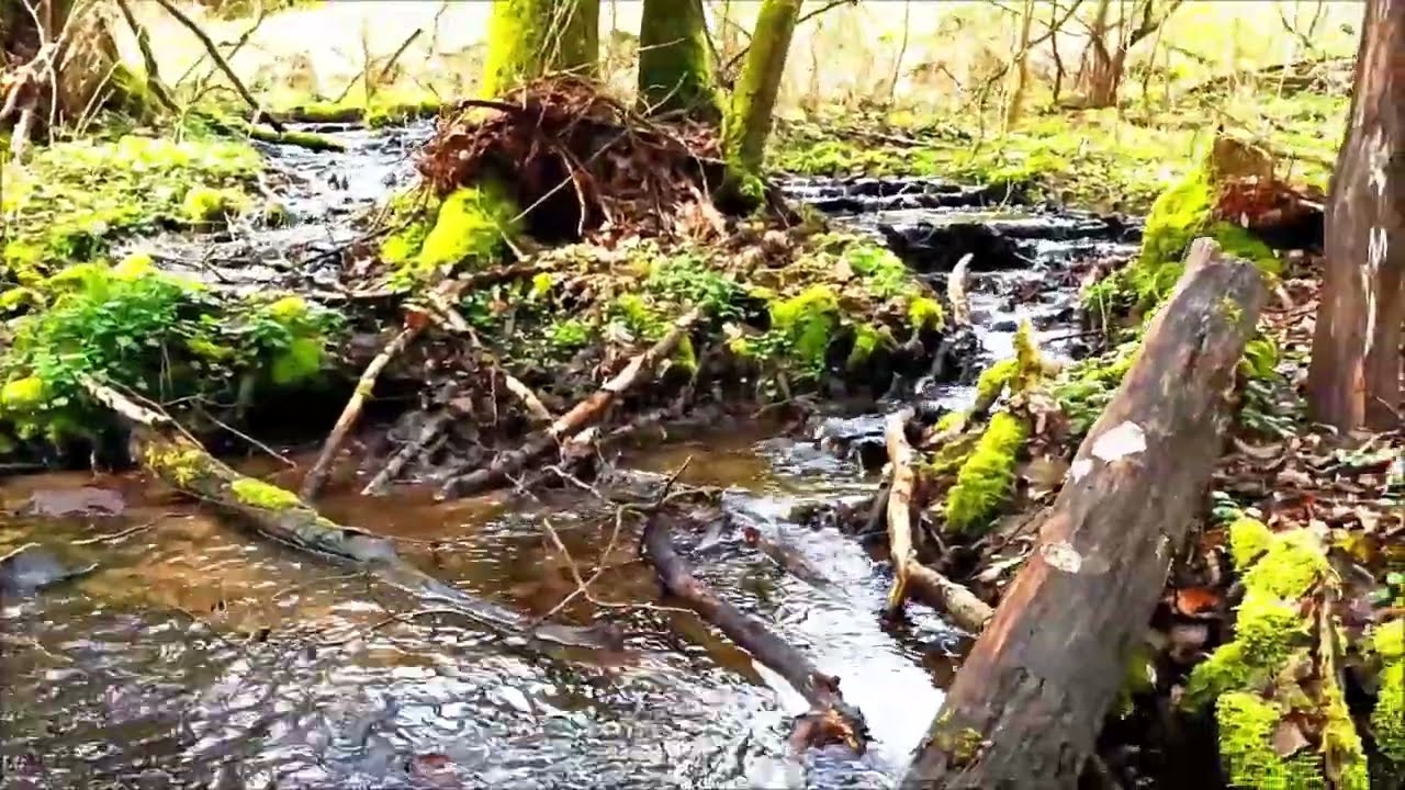 Waldbach pl&auml;tschern. Time To Relax.