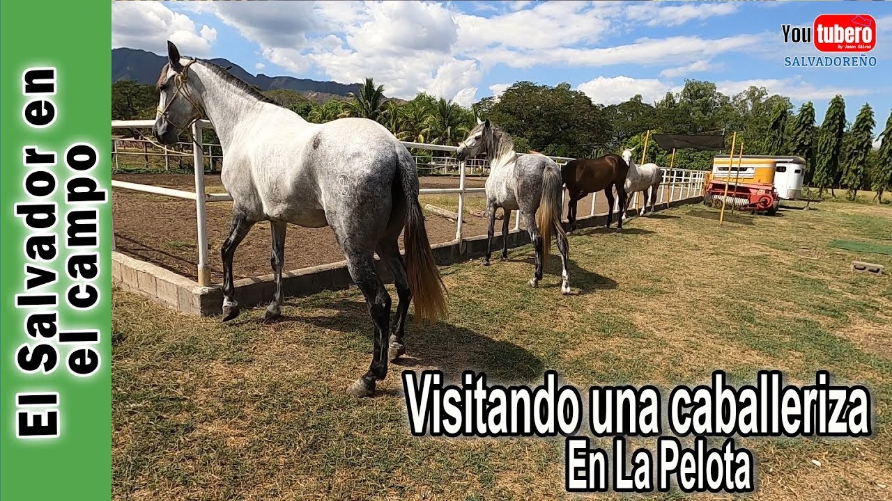 Visitando una caballeriza | La vaquita de oriente  | colaboracion con El Salvador en el campo | 01