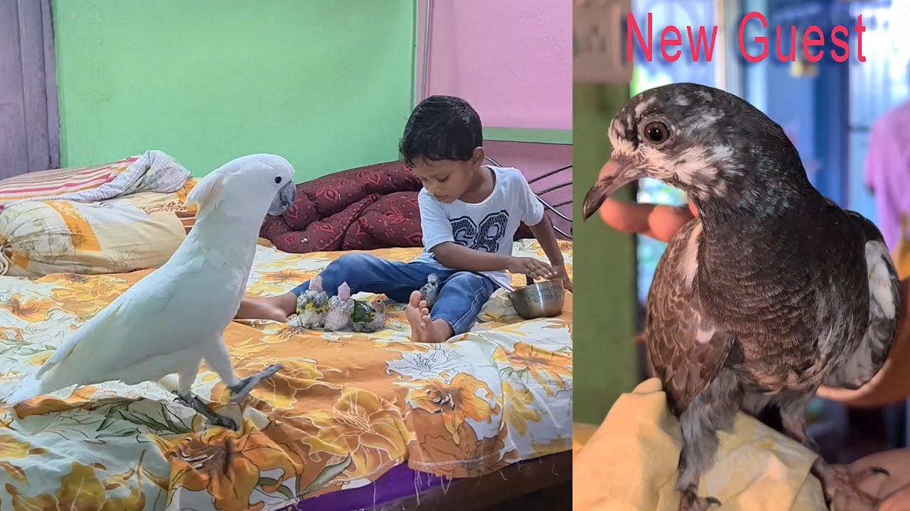 Pigeon Has Arrived On Our Roof.