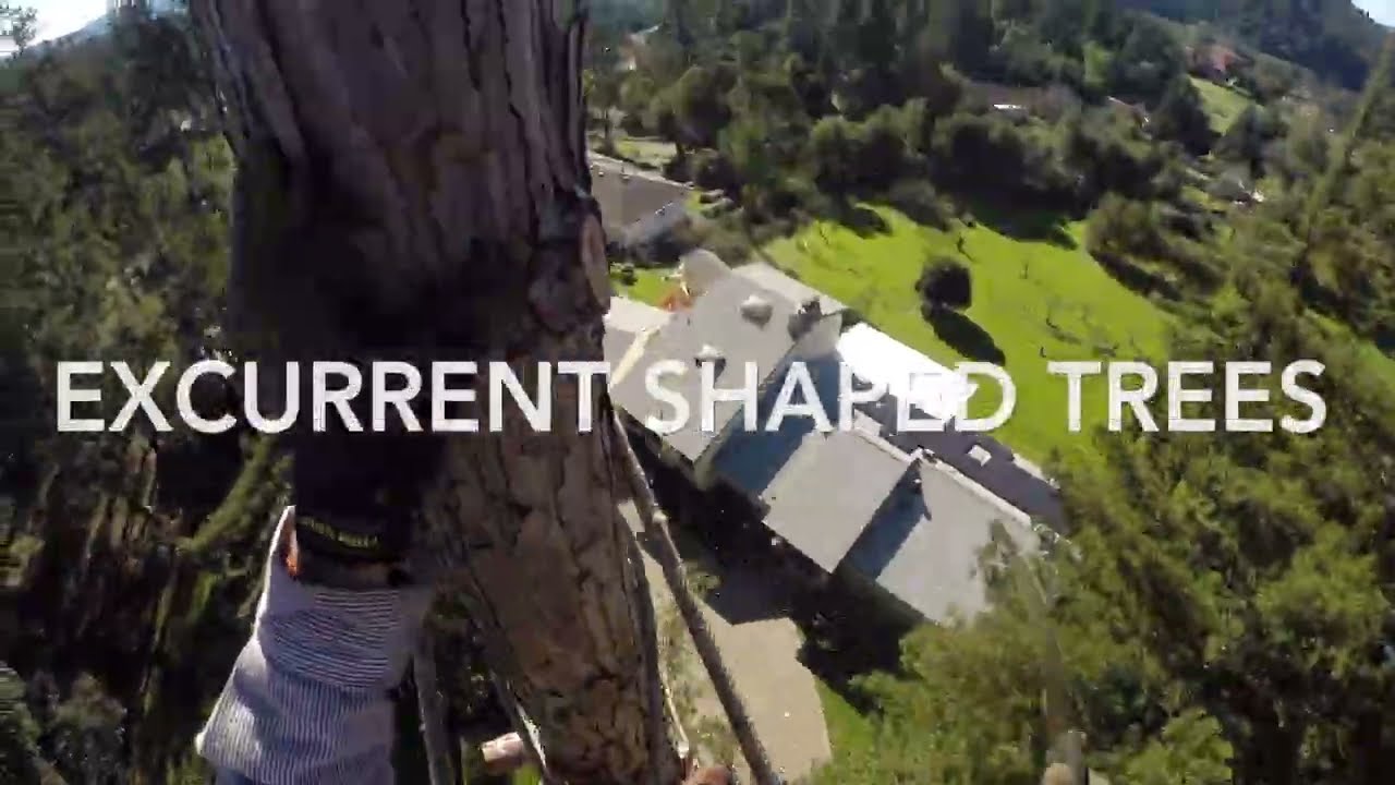 Staightforward Excurrent Tree