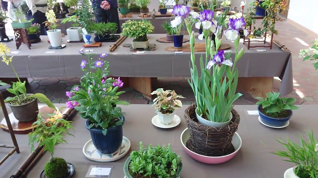 【山野草展】　ぎふワールドローズガーデン・岐阜県可児市（かにし）