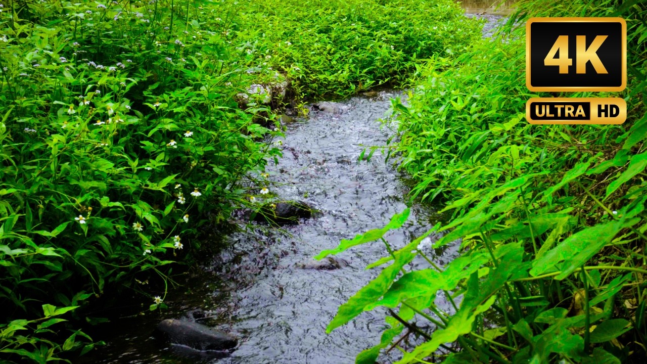 Small Creek Water Sounds 4K | Relaxing ASMR for Focus, Stress Relief & Deep Sleep