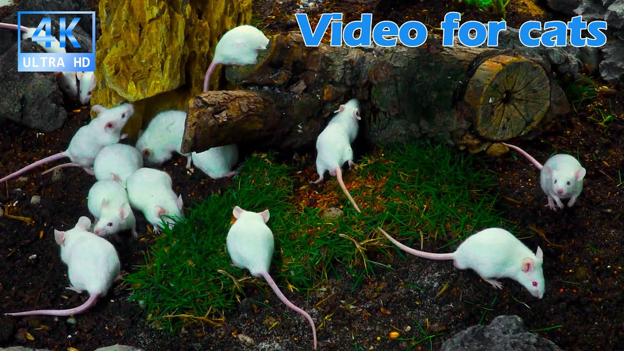 Cat TV for Cats to Watch 😺 Mice Running, Hiding and Snacking in Outdoor Garden | 3.5H 4K UHD