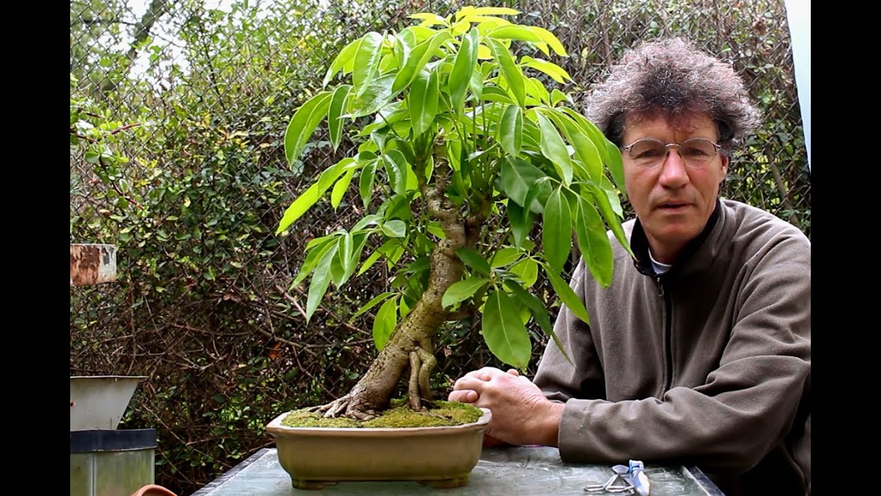 Large Leaf Schefflera Bonsai, Sept 2015
