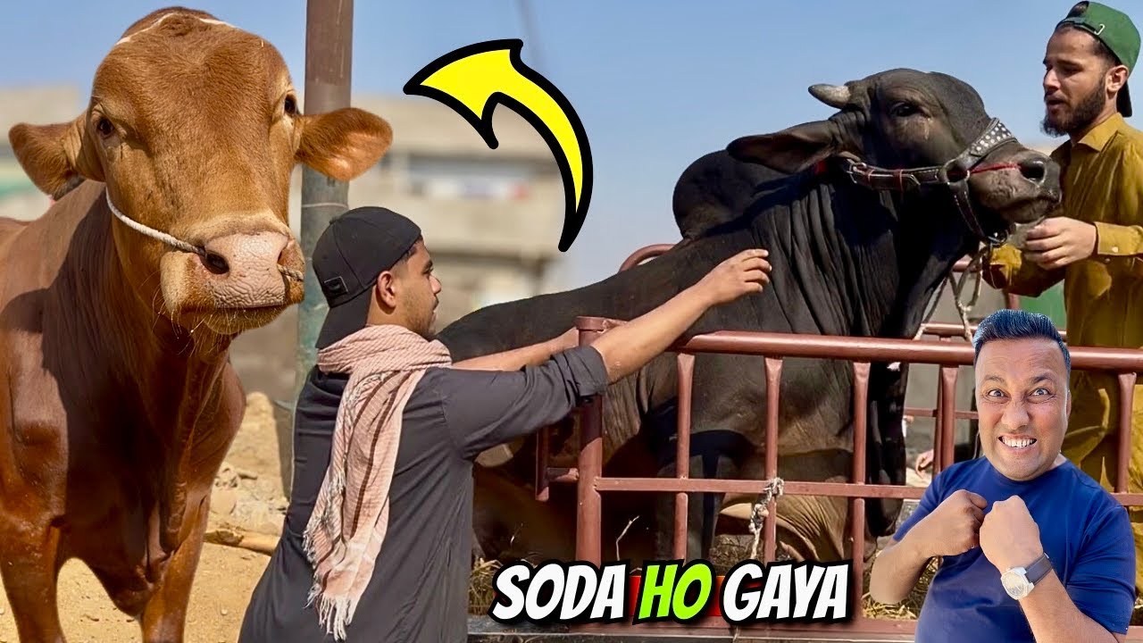 Qurbani 2026 Start! 😍🐏 | Malir Mandi Ke Latest Aur Saste Soday 💸 | Heavy Qurbani Animals Arrived 🔥