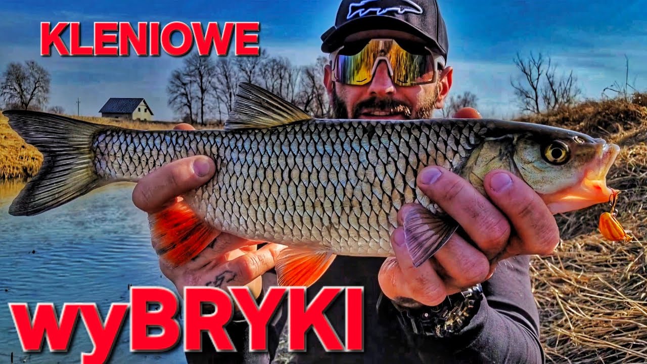 Kleniowe ELDORADO !!!! | Marcowe KLENIE! | BRYKA FISHING
