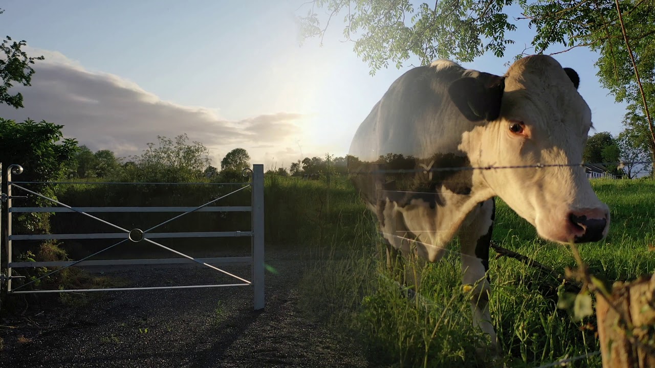 Primrose Lane Oldcastle Co Meath recorded in  4k