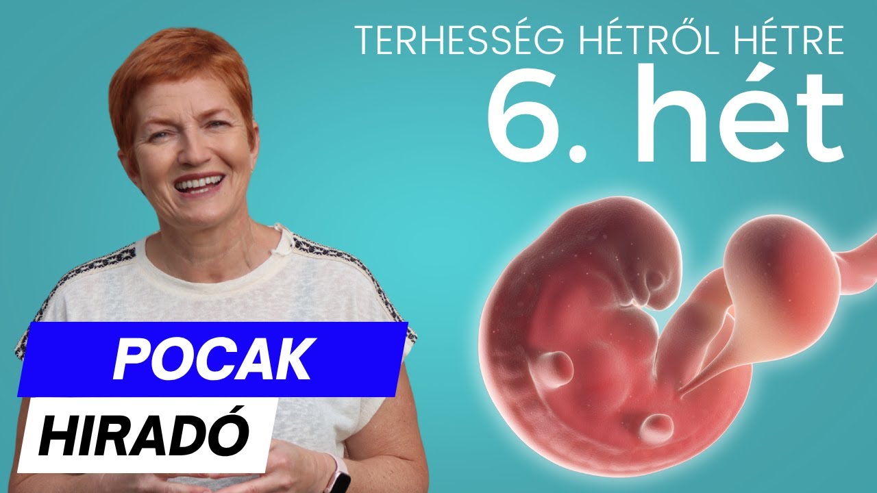 Terhesség 6. hete ∣ Terhesség hétről hétre