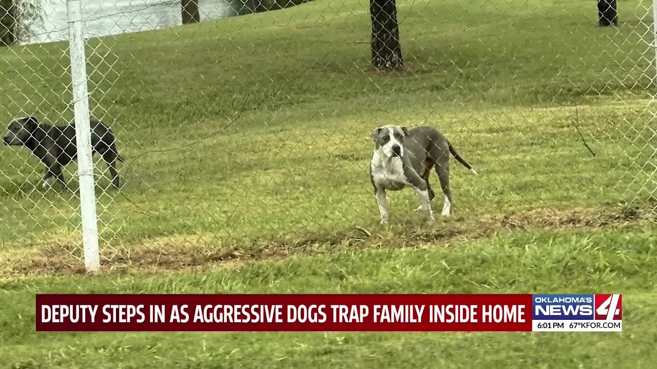 Deputy steps in as aggressive dogs trap family inside home