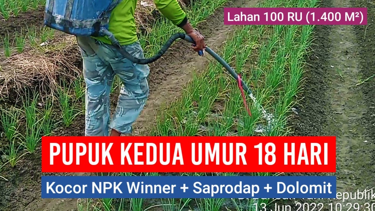 PEMUPUKAN KEDUA BAWANG MERAH UMUR 18 HARI - Kocor Pupuk NPK Yaramila Winner + Saprodap + Dolomit