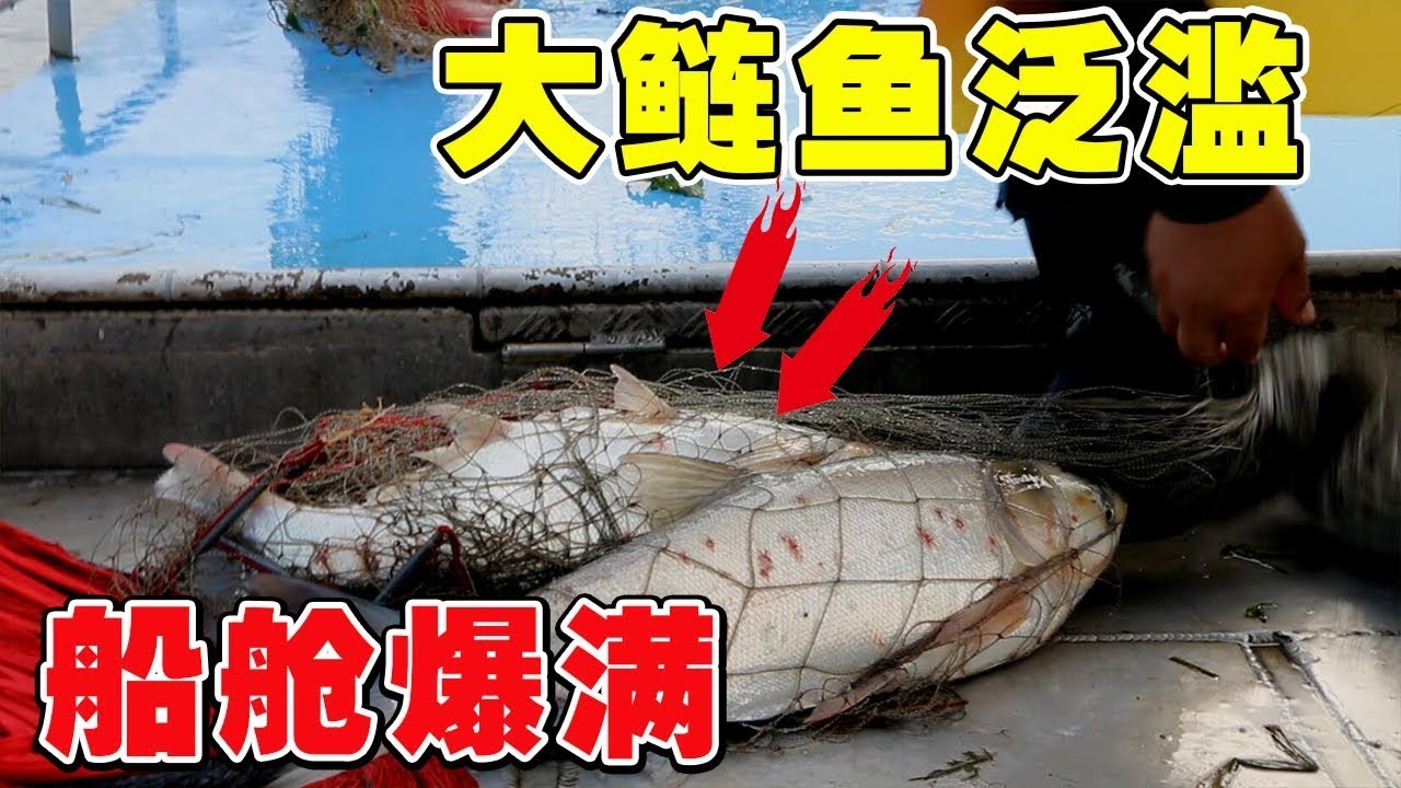 運河大鰱魚氾濫，兩高手撒網大貨不斷，不一會船就被佔滿了！ 【農村漁夫黎明】