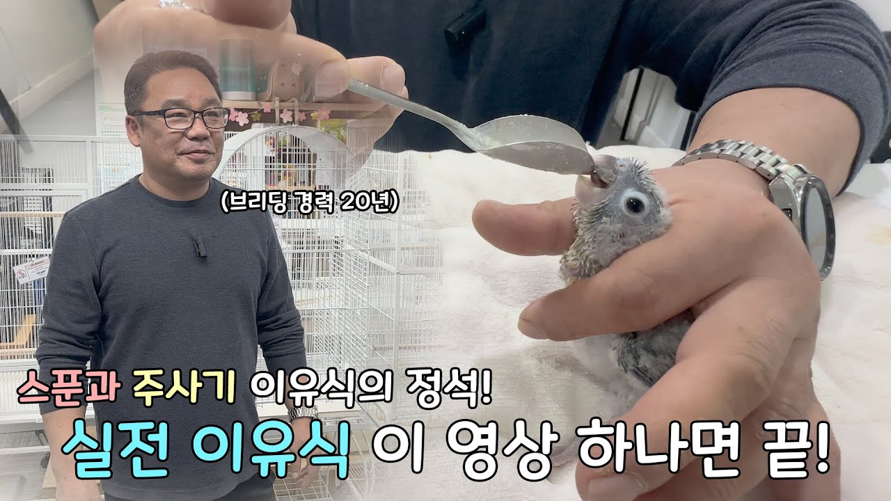 앵무새 이유식 방법ㅣ 앵무새 이유식이 어렵다면 꼭 보세요! 쉽게 이유식하는 방법!