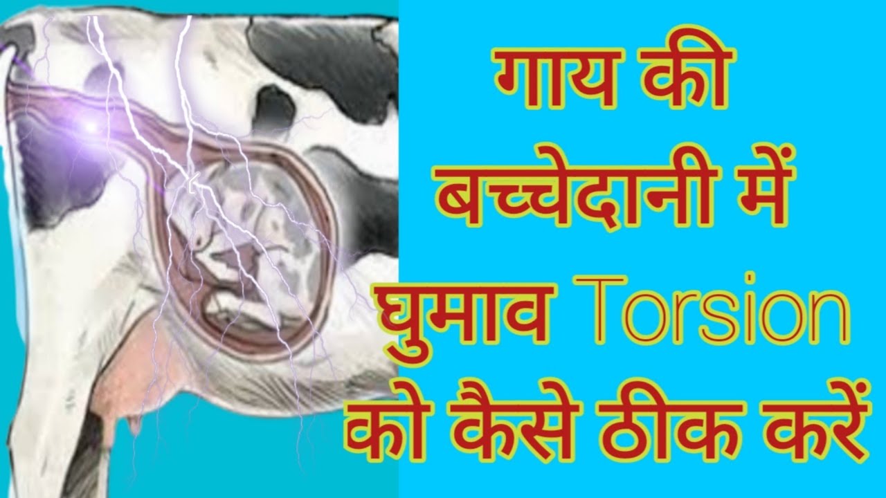 गाय के बच्चेदानी में घुमाव Torsion को कैसे ठीक करें#cow