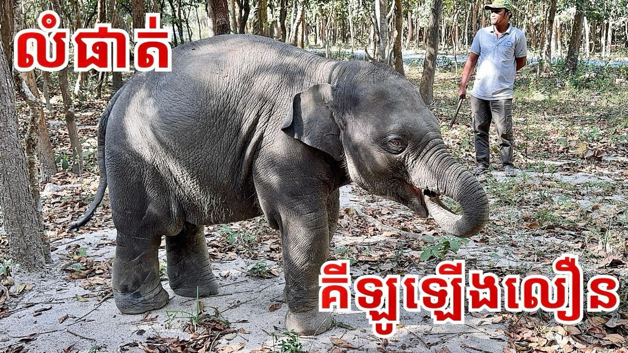 Playful Baby Elephants Lomphat & Chanam Enjoy the Forest | Phnom Tamao Wildlife Rescue Center