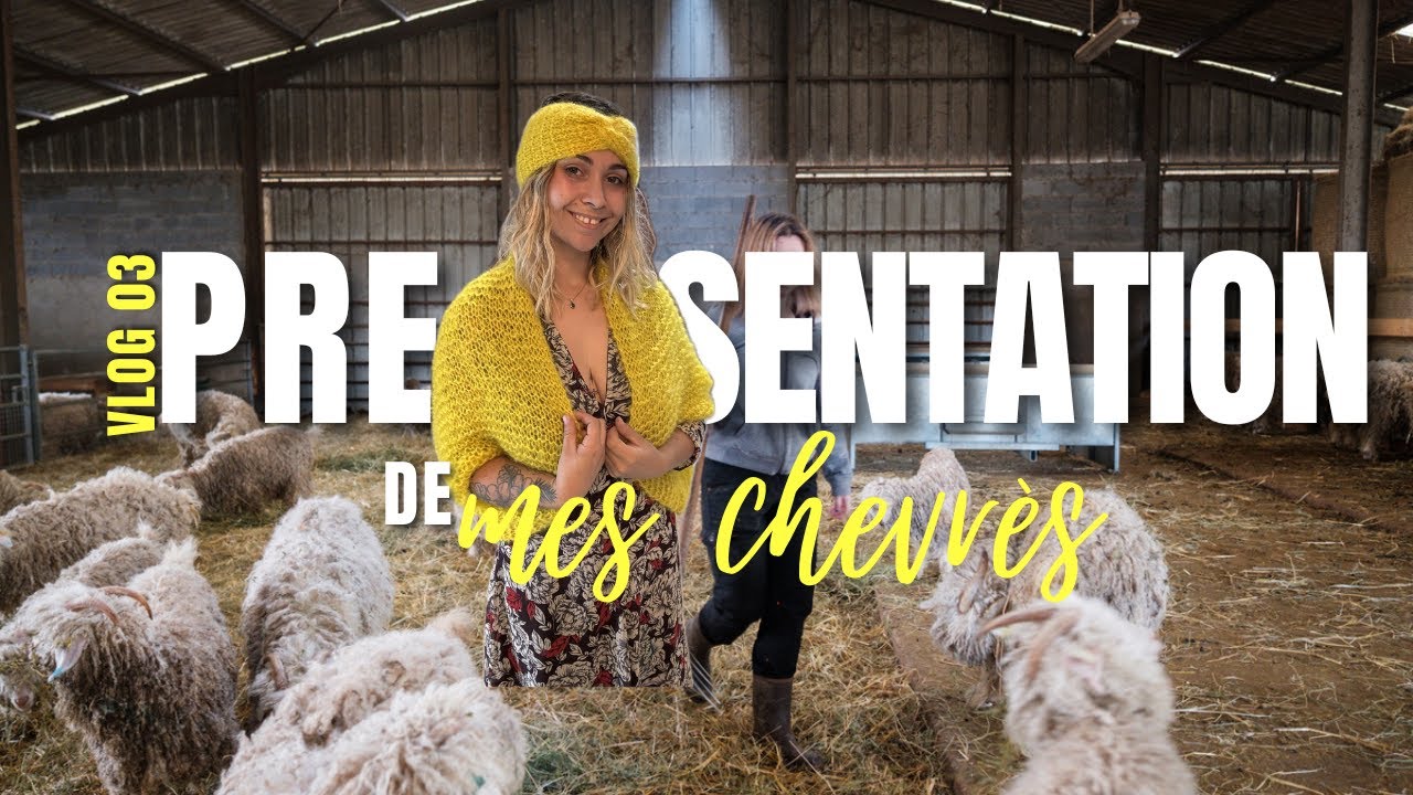 Mes chèvres angora, leurs noms et petites habitudes 🐐✨