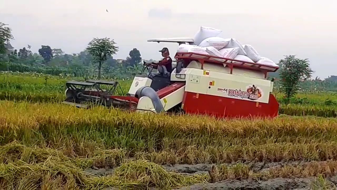 Mesin Pemanen Padi  Para Petani Combine Harvester #maxxibimo 102