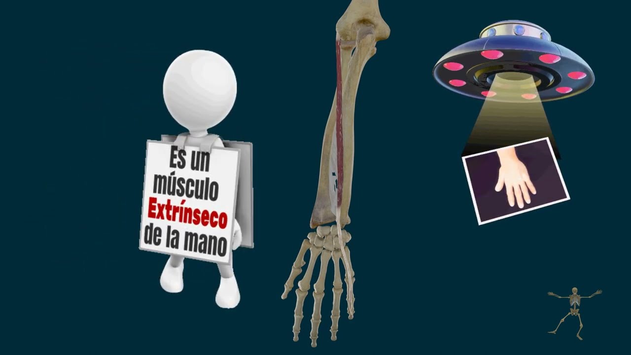 Extensor del Meñique o Extensor del Quinto Dedo