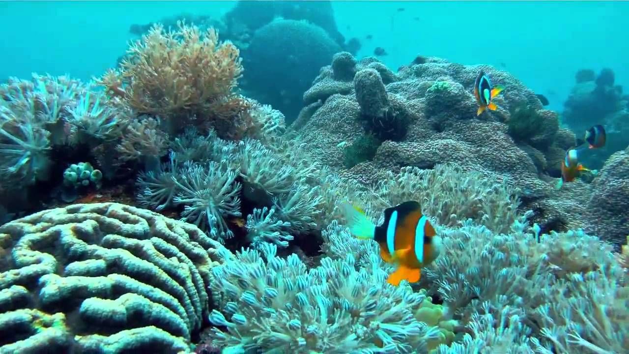 I'M A DIVER - MARE SUB CLUB - DIVING