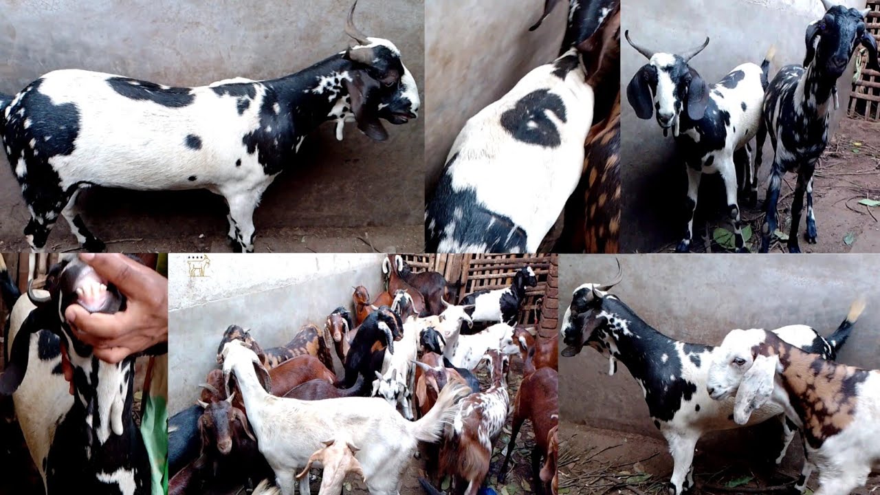 Extreme Quality Antique Goats @AsiaBakriMandi | Black & White Combination