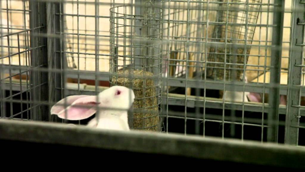 Des lapins élevés en parc chez Colruyt Group