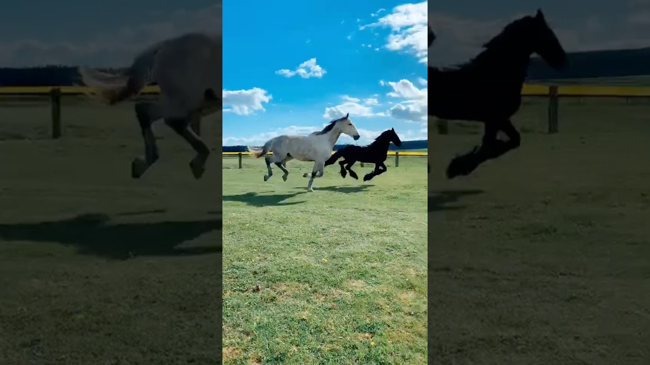 UNA DE LAS RAZAS DE CABALLOS MÁS ELEGANTES QUE HAY EN EL MUNDO🐎💰