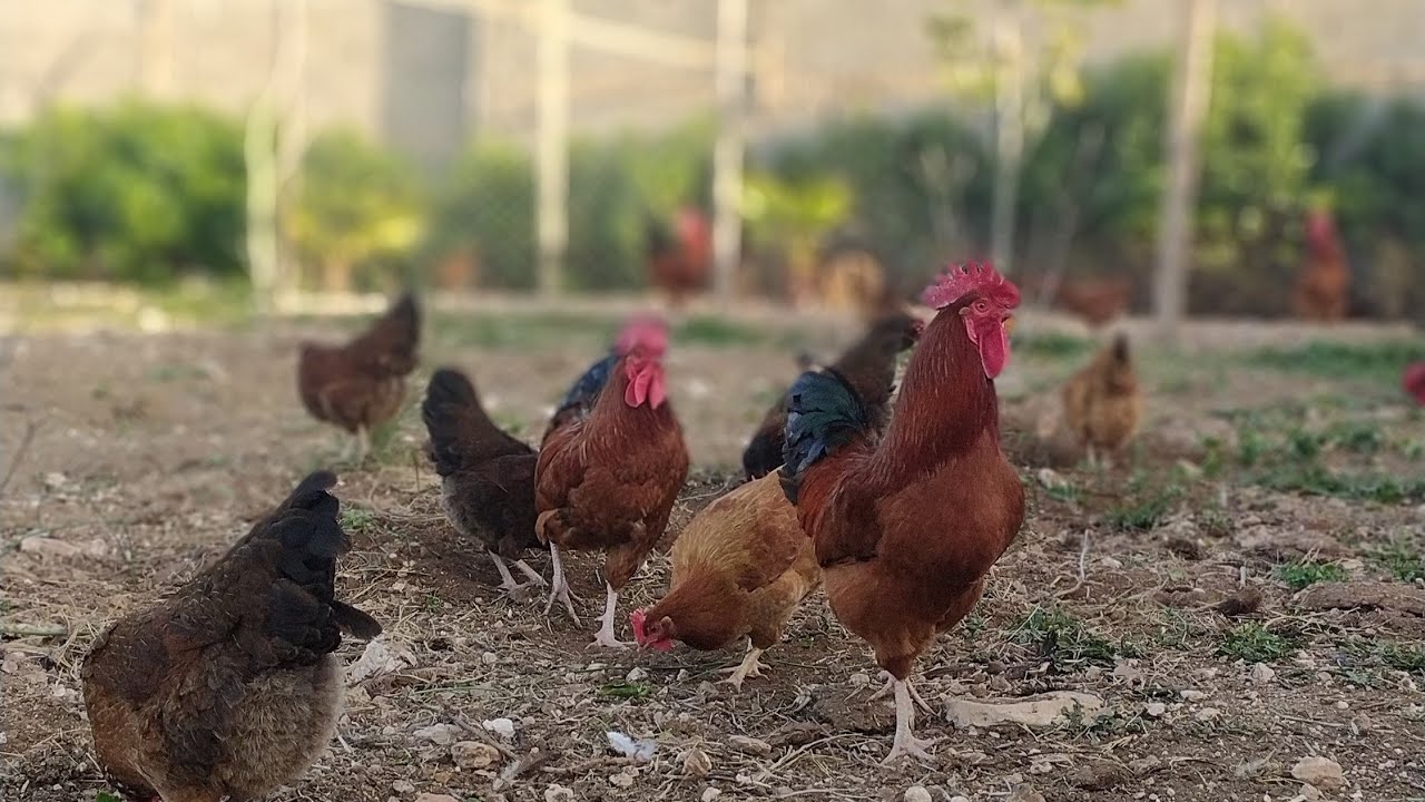 توليعة خفيفة مع قطيع المزرعة من أجود ما كين في دجاج البياض💯💯سلالات نقية لي بغى يبدأ المشروع ديالو👍🏼