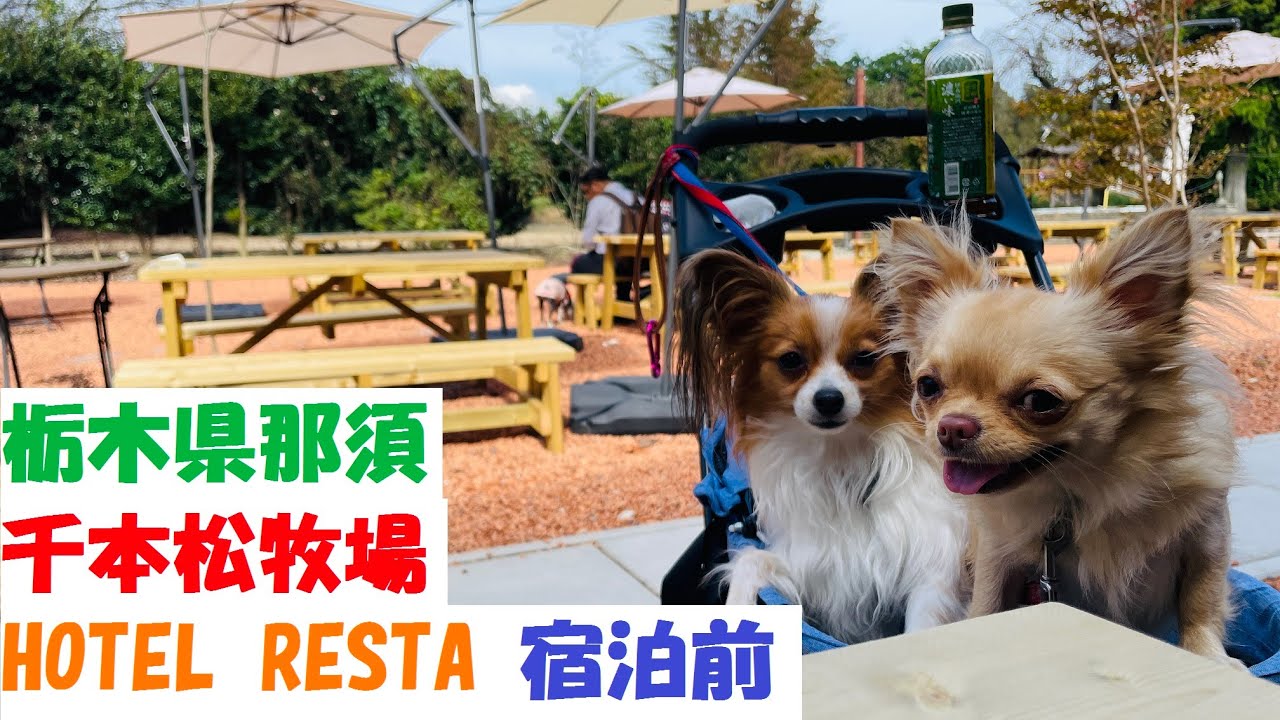 【犬と旅行】栃木県那須　千本松牧場　HOTEL RESTA ①宿泊前