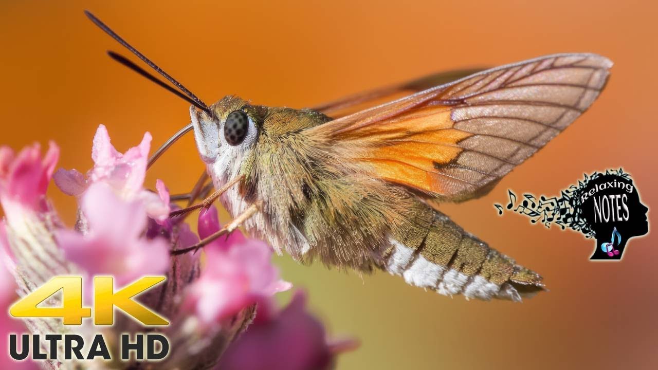 4K Amazing Hummingbird Moth Flying & Feeding On Nectar  -- Calming & Soothing Ambiance Piano Music