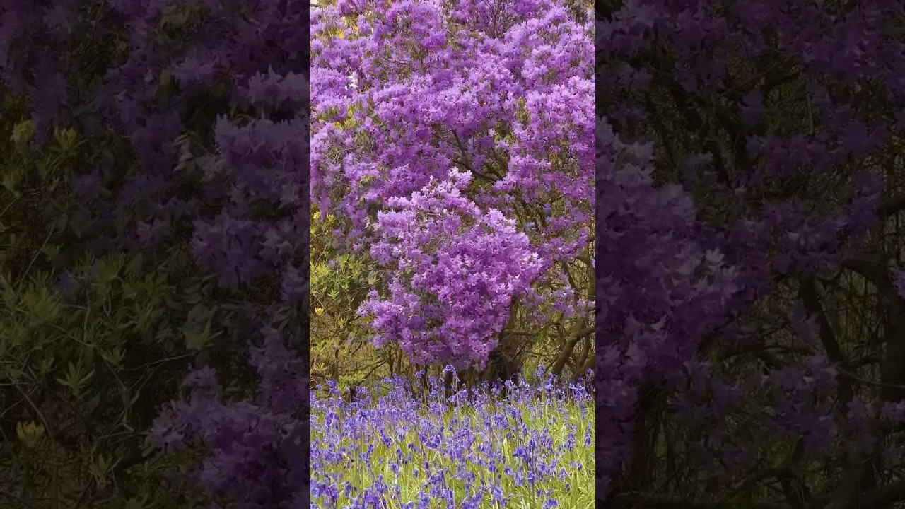 An English bluebell woodland 💜