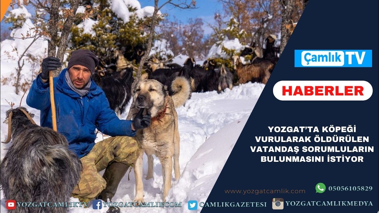 Yozgat’ta Köpeği Vurularak Öldürülen Vatandaş Sorumluların Bulunmasını İstiyor