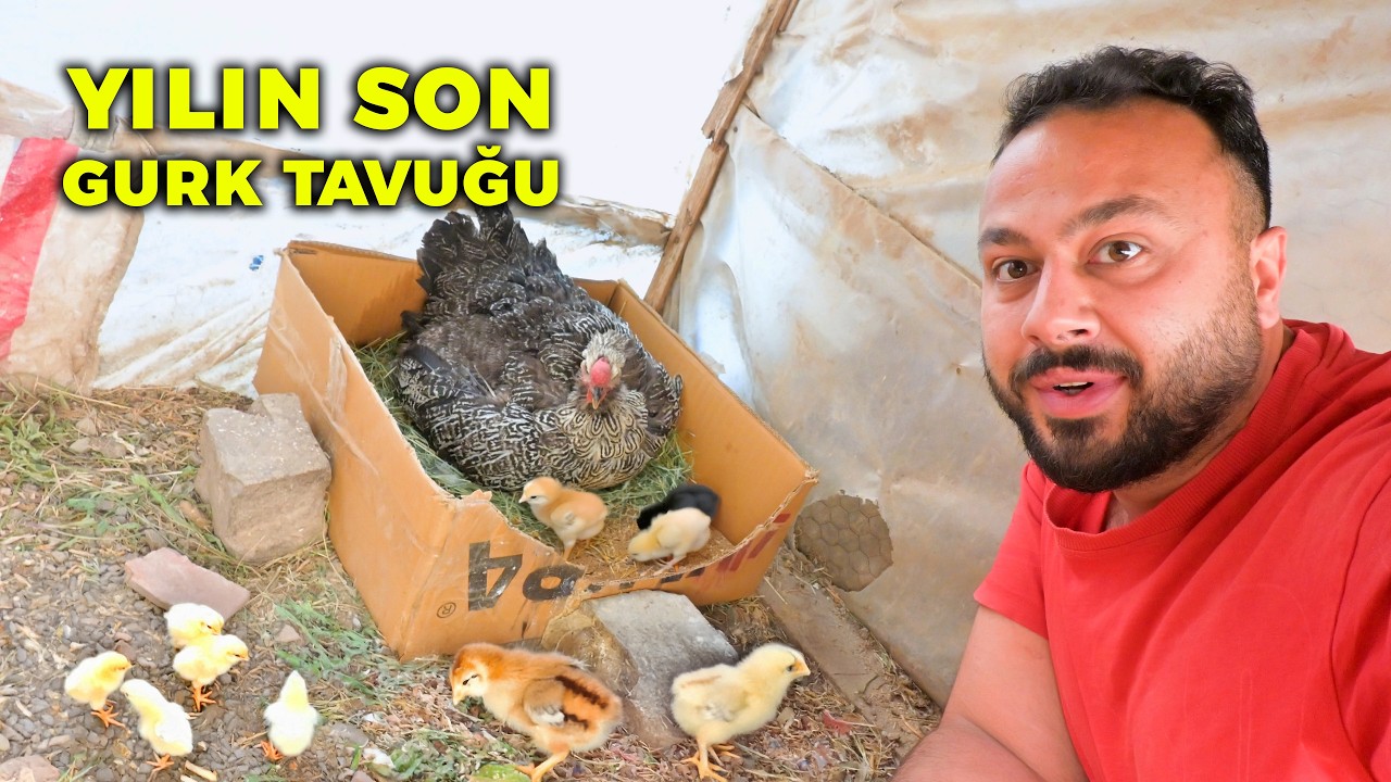 🐣 Yılın Son Gurk Tavuğum Civcivleri Çıkardı - Yumurta Zulasını Buldum - Folluklardan Yumurta Toplama