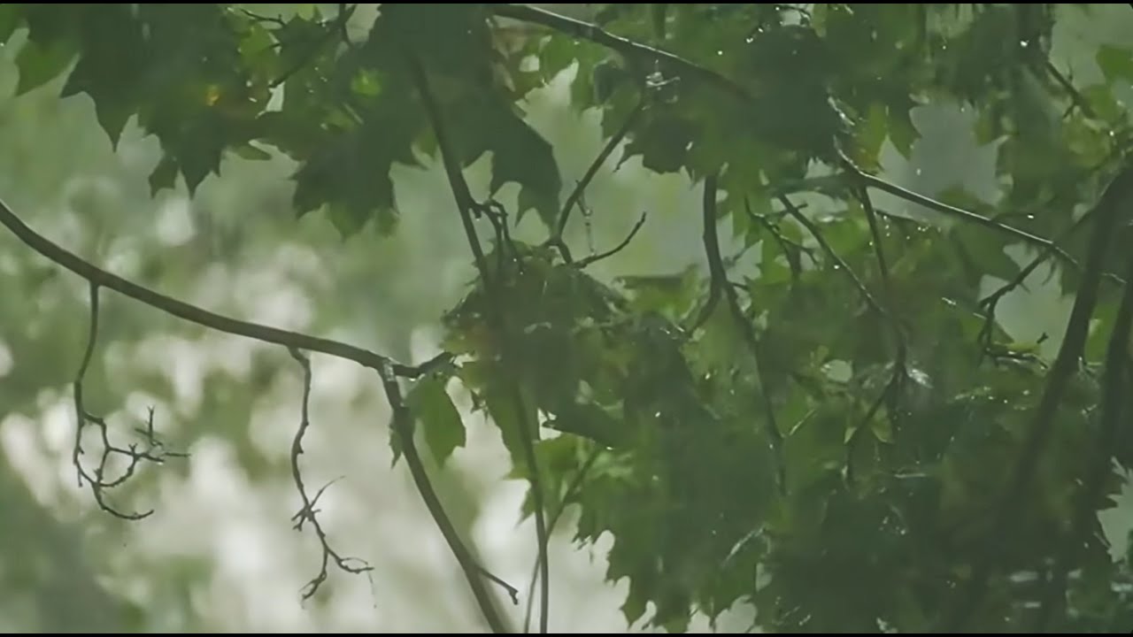 HEAVY RAIN and THUNDERSTORM Sounds – 11 Hours of Real Rainforest Ambience for DEEP SLEEP
