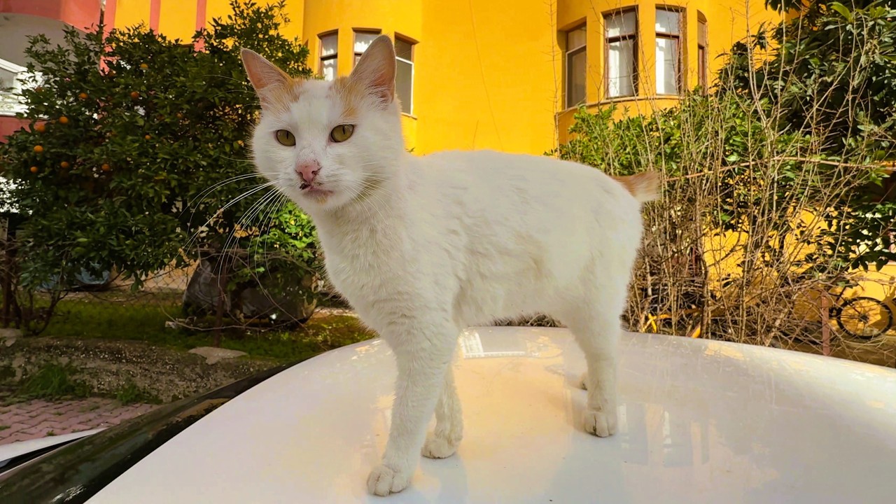 This Tailless Cat Melts My Heart Every Time