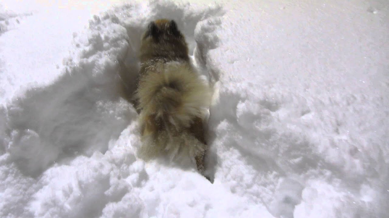 Little Mira the Mittelspitz in deep snow