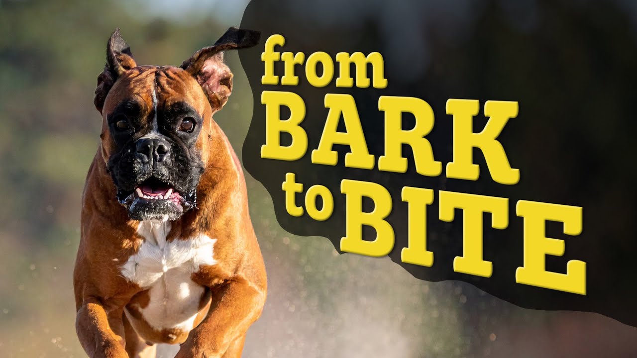 From Bark to Bite: Surviving a Dog Attack