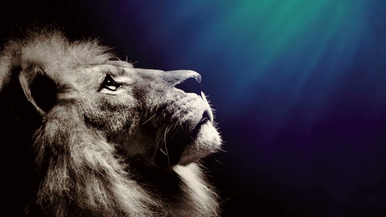 Leo, Lion of Judah, Lion King, Christian Faithfull Footage, Stock Videos, HD Background Videos