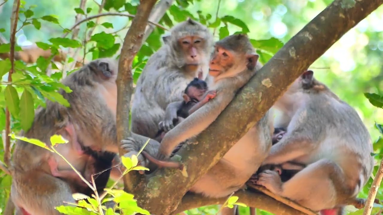 Jazzy monkey give Blacky to health care, But She need bay feed for moment,
