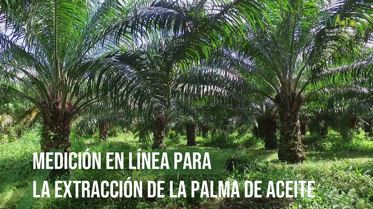 Medici&oacute;n en l&iacute;nea para la extracci&oacute;n de la palma de aceite - TvAgro por Juan Gonzalo Angel Restrepo