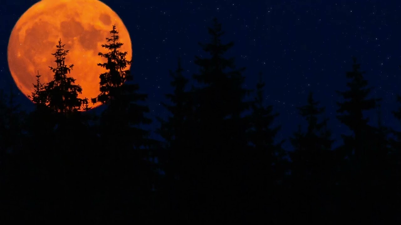 Cricket Conversations | The sound of the jungle at night - 8 Hours | Nature Sleep Sounds - ASMR
