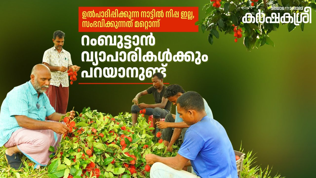 ഉൽപാദിപ്പിക്കുന്ന നാട്ടിൽ നിപ ഇല്ല, സംഭവിക്കുന്നത് മറ്റൊന്ന്- റംബുട്ടാൻ വ്യാപാരികൾക്കും പറയാനുണ്ട്