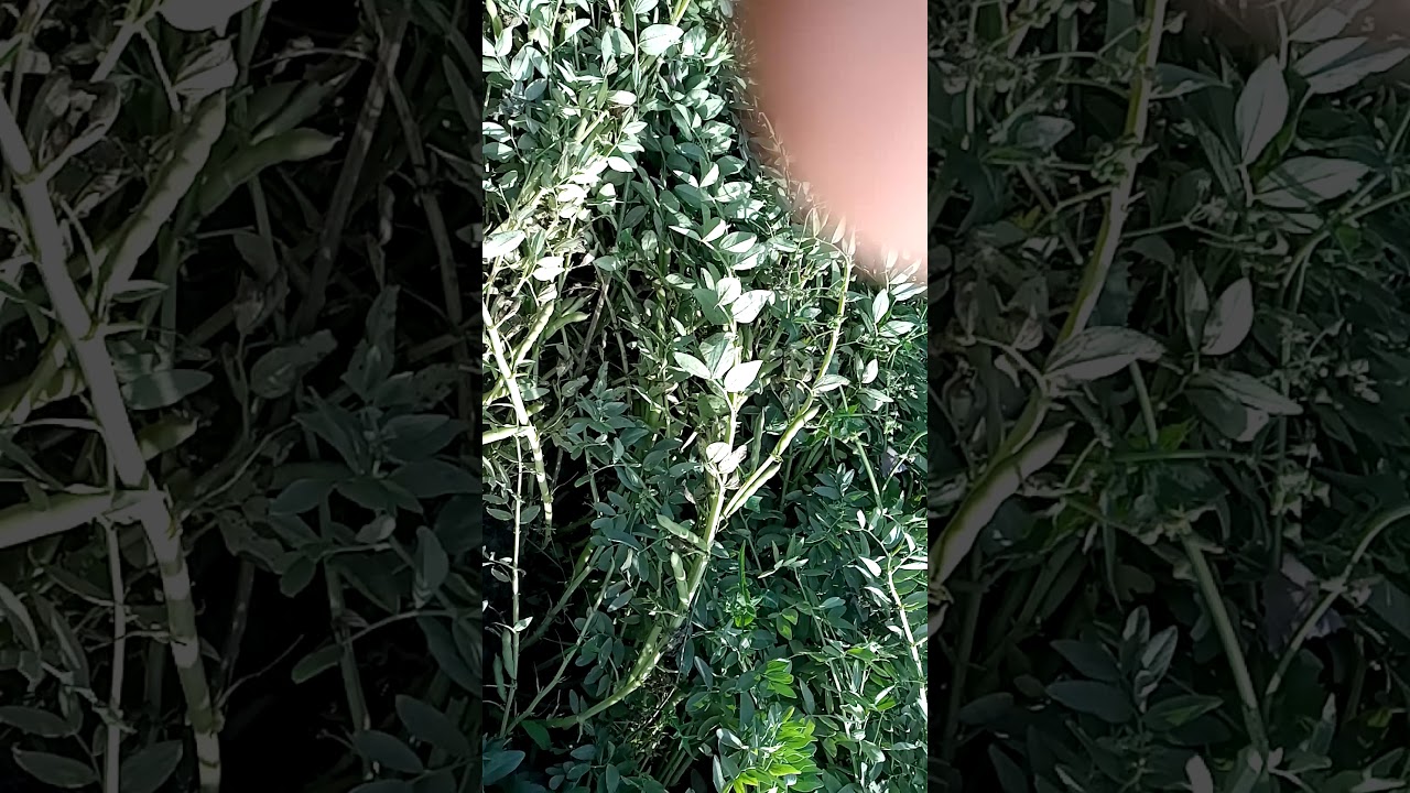 نوفا بلس ونتايجه القويه في محصول الفول البلدي اسيوط ابوتيج البلايزة