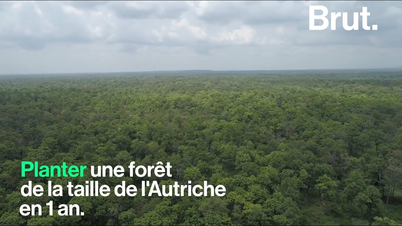 Un projet colossal de reboisement en Chine