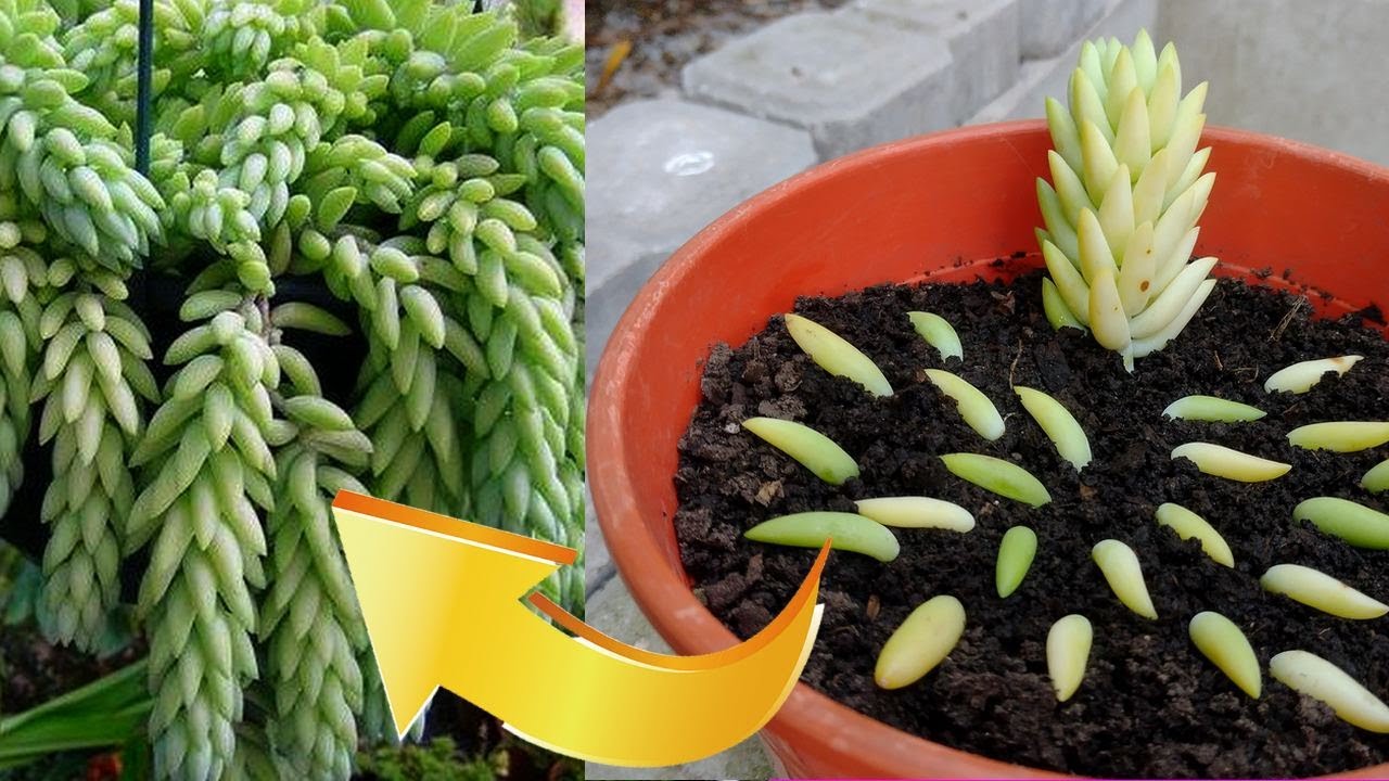 SEDUM MORGANIANUM como MULTIPLICARLO fácilmente #suculentas