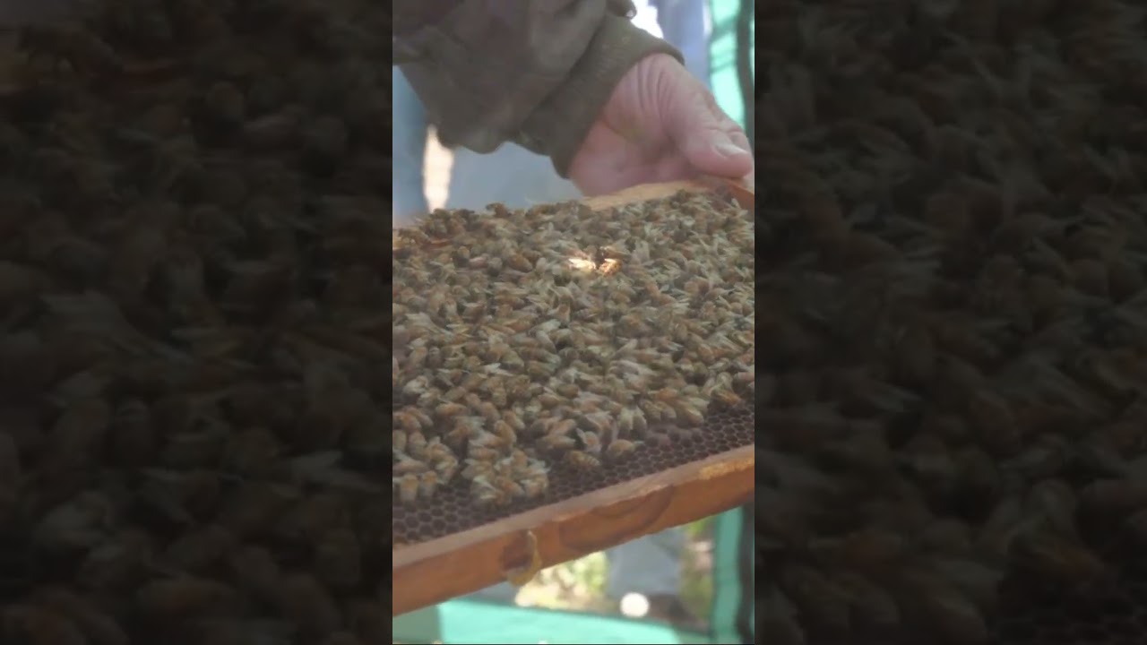 Queen bee spotted! #backyardbees