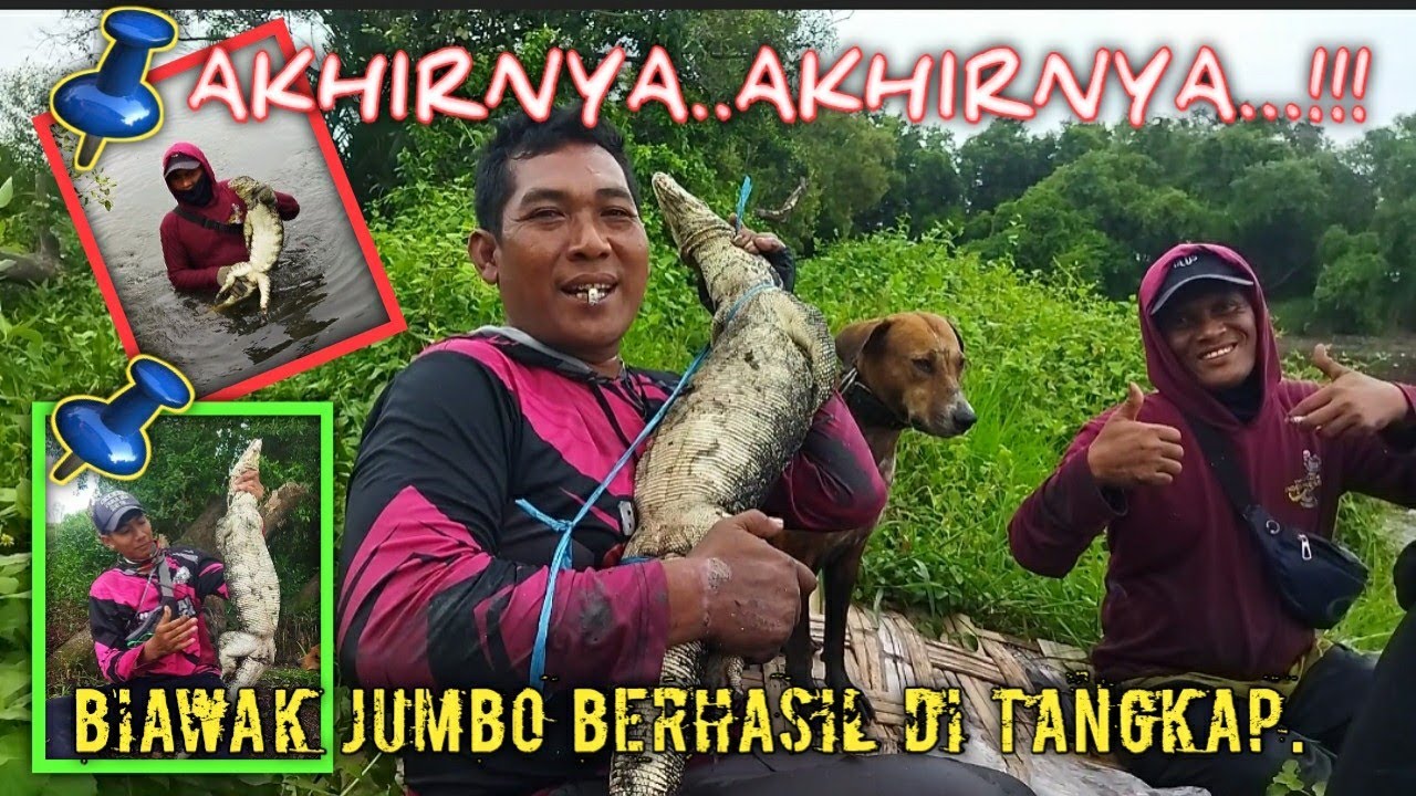 PENCARIAN PANJANG.|| BIAWAK JUMBO AKHIRNYA TUMBANG...!!!