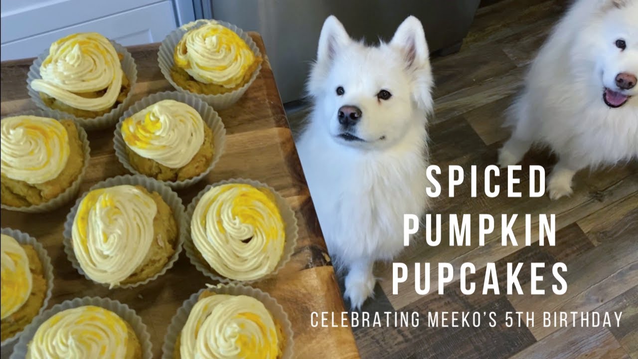 Spiced Pumpkin Pupcakes Recipe | Celebrate Meeko the Samoyed turning 5!