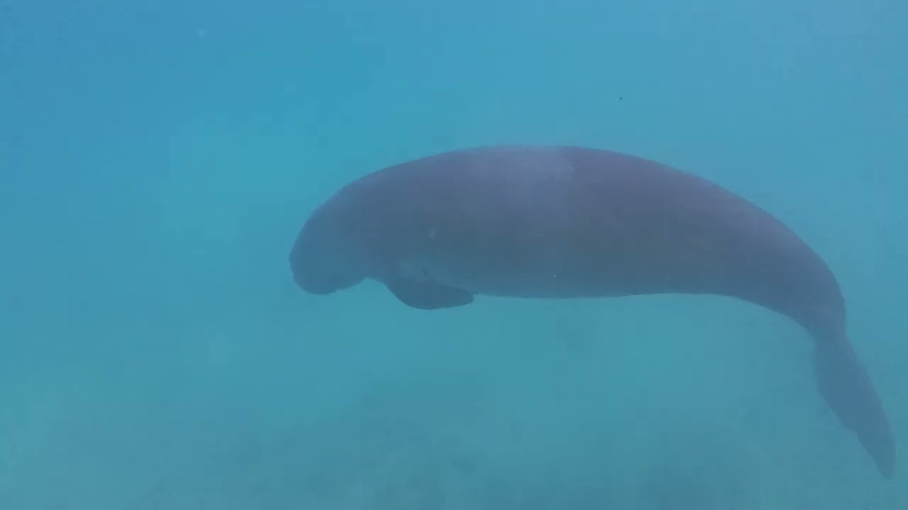 Dugongo (dugong) a Marsa Alam #marsaalam #dugong #dugongo