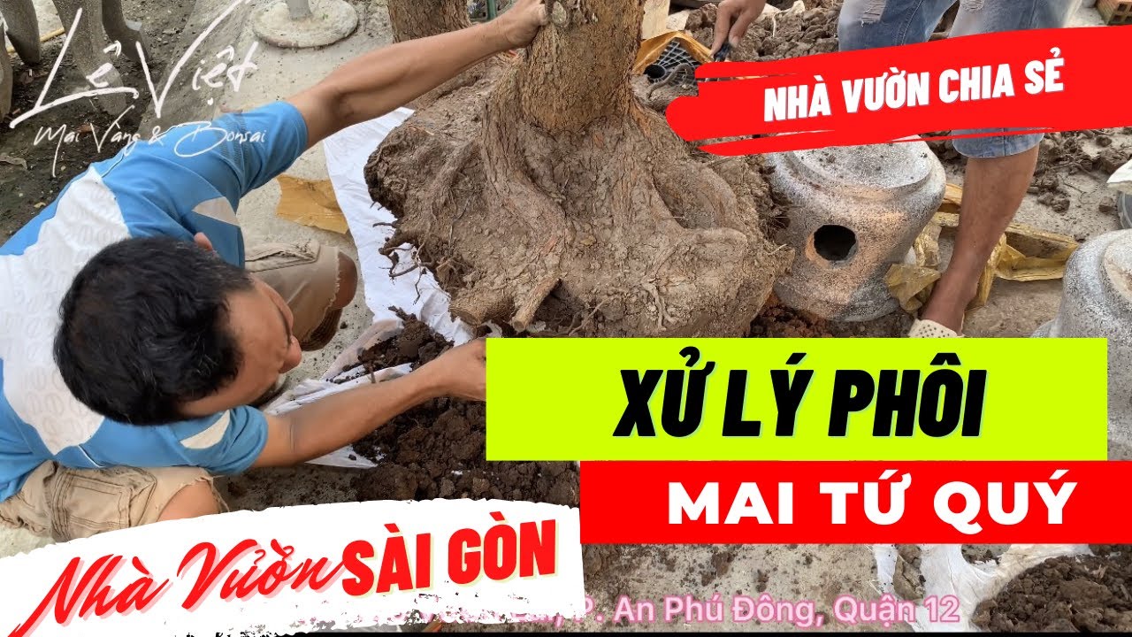 Nhà Vườn tại Sài Gòn chia sẻ Kinh Nghiệm: Xử Lý Phôi mai Tứ Quý - Lê Việt Mai Vàng Bonsai