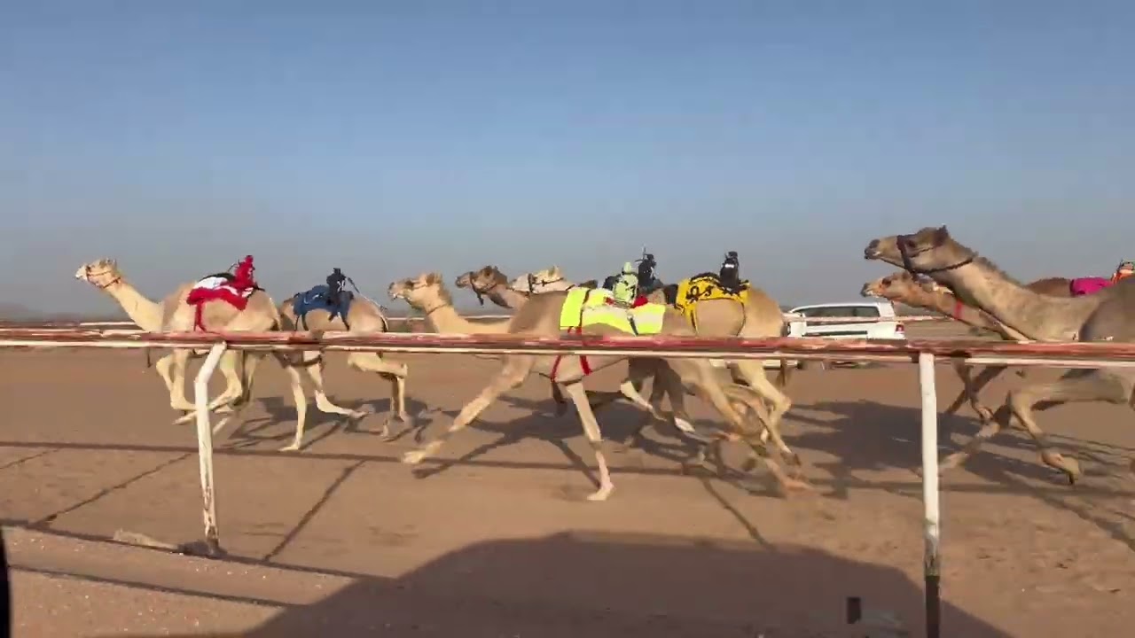الشوط الرئيسي حقايق قعدان / الباسل - هشام صلاح الجهني 